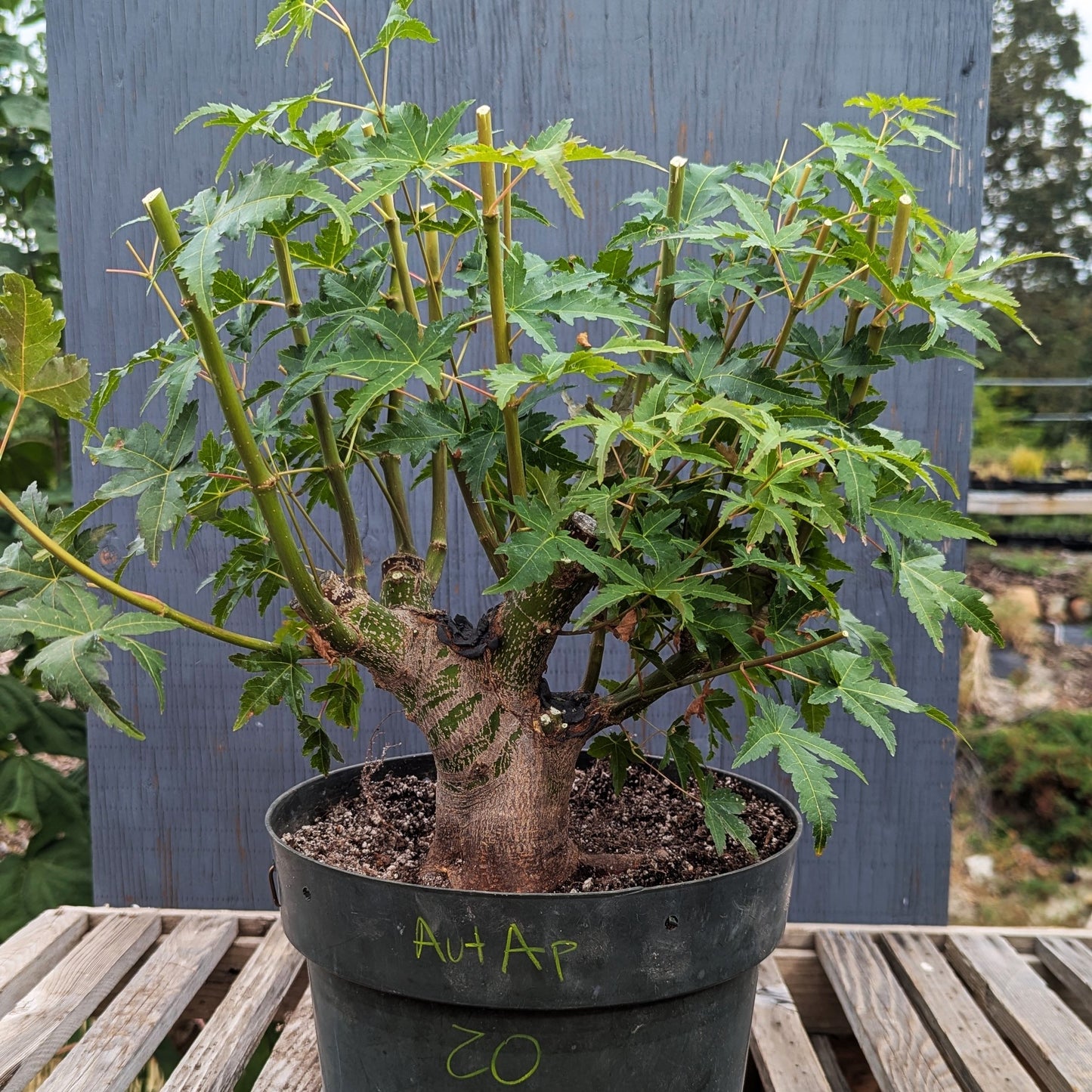 Field Grown Japanese Maple, Acer palmatum. AutAp20