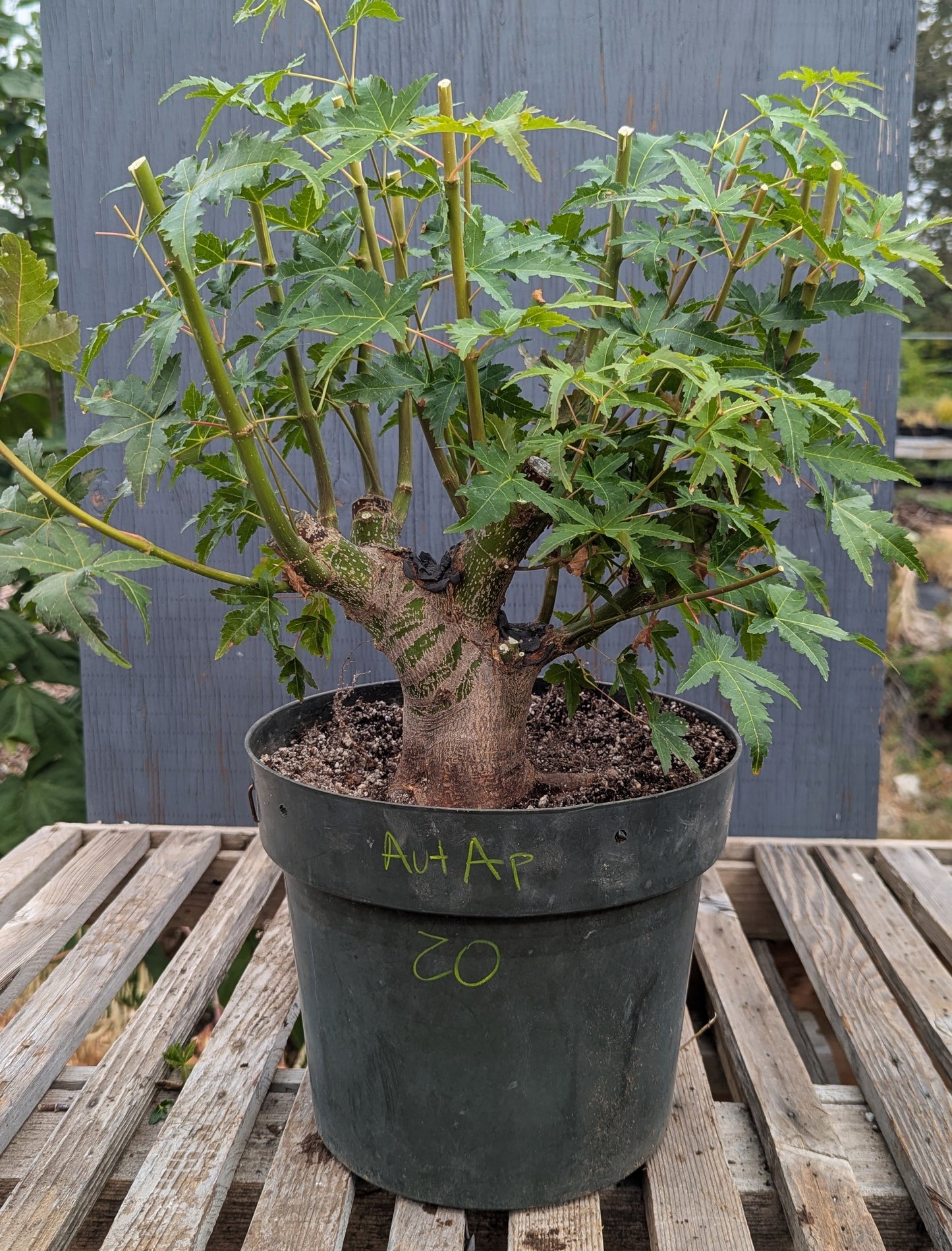 Field Grown Japanese Maple, Acer palmatum. AutAp20