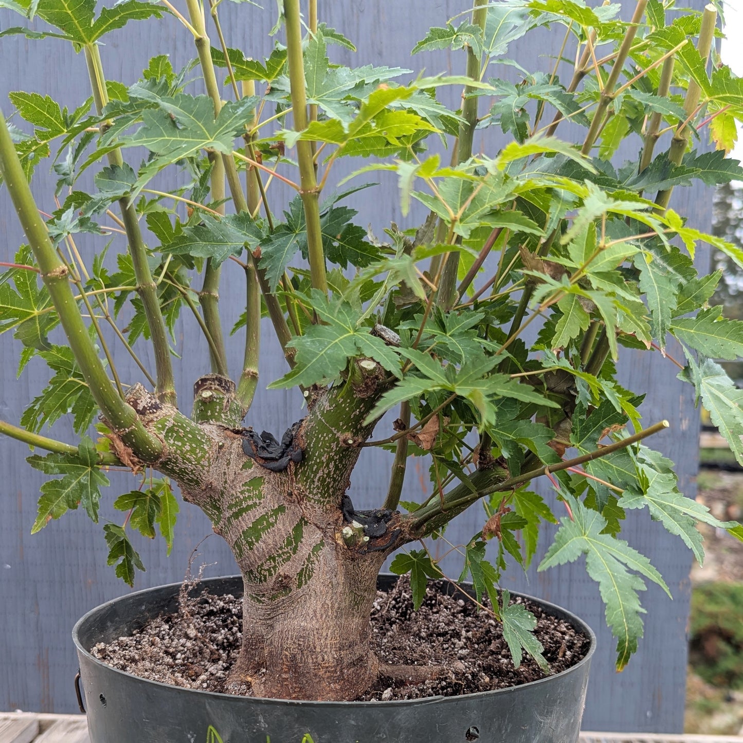 Field Grown Japanese Maple, Acer palmatum. AutAp20