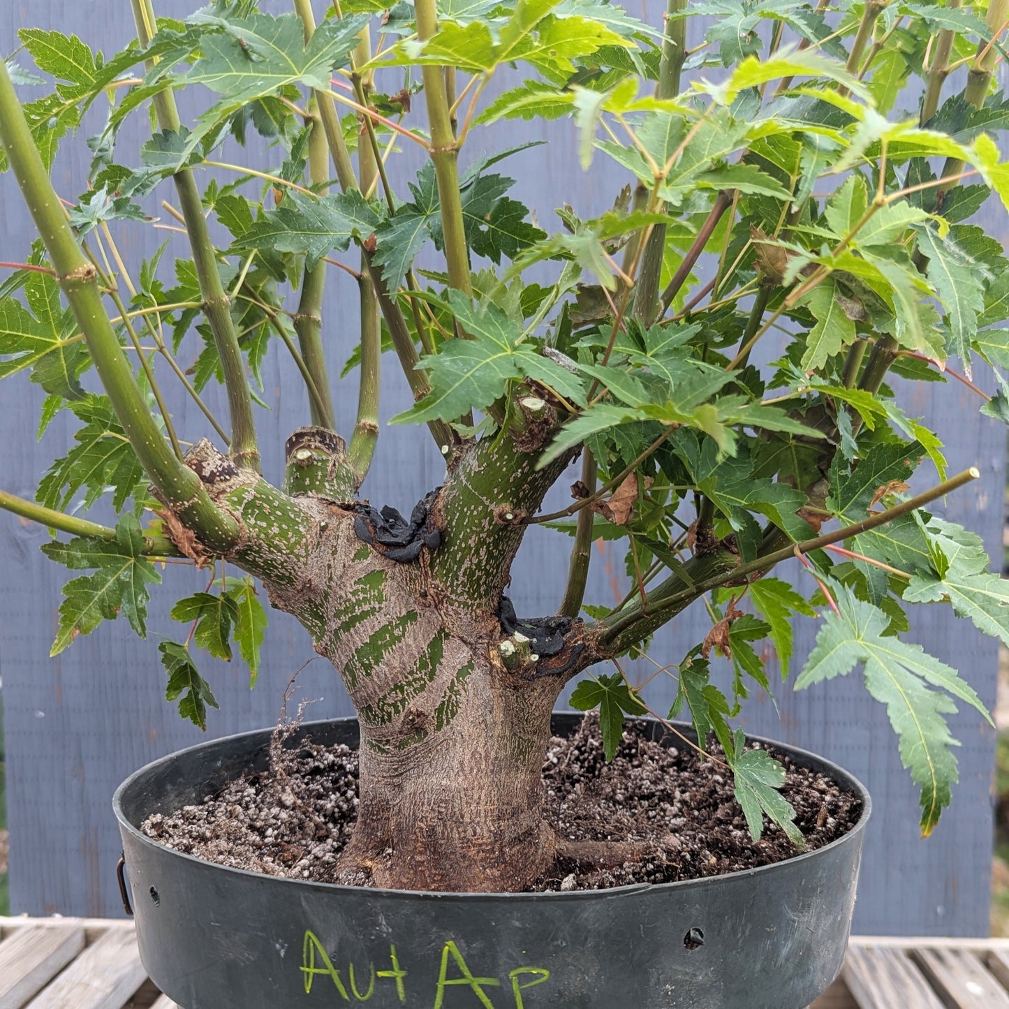 Field Grown Japanese Maple, Acer palmatum. AutAp20
