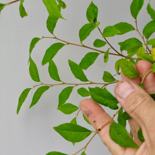 Formosan Styrax, Styrax formosanus.