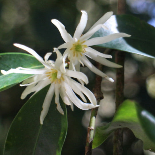 Illicium anisatum, commonly known as Japanese Anise Tree