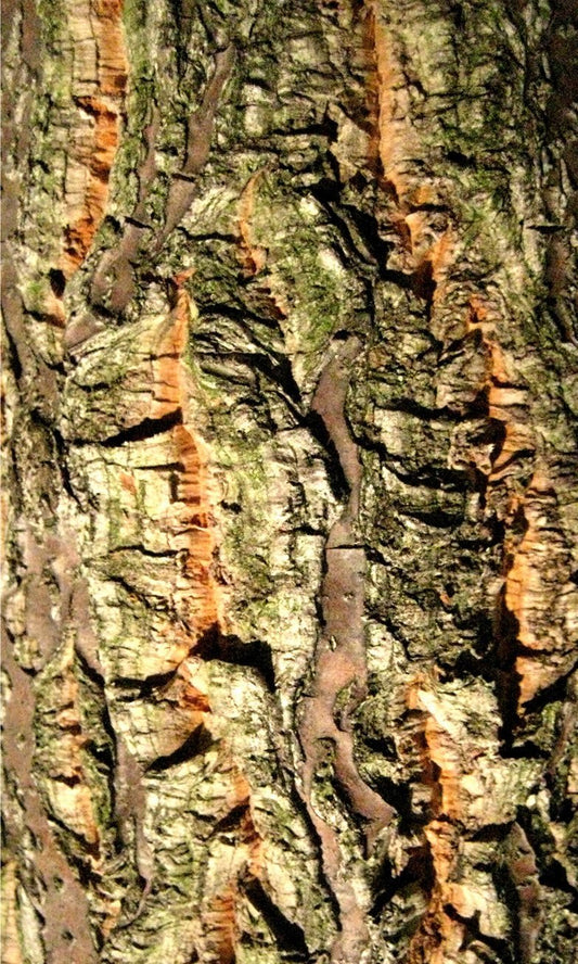 Chinese cork oak, Quercus variabilis.