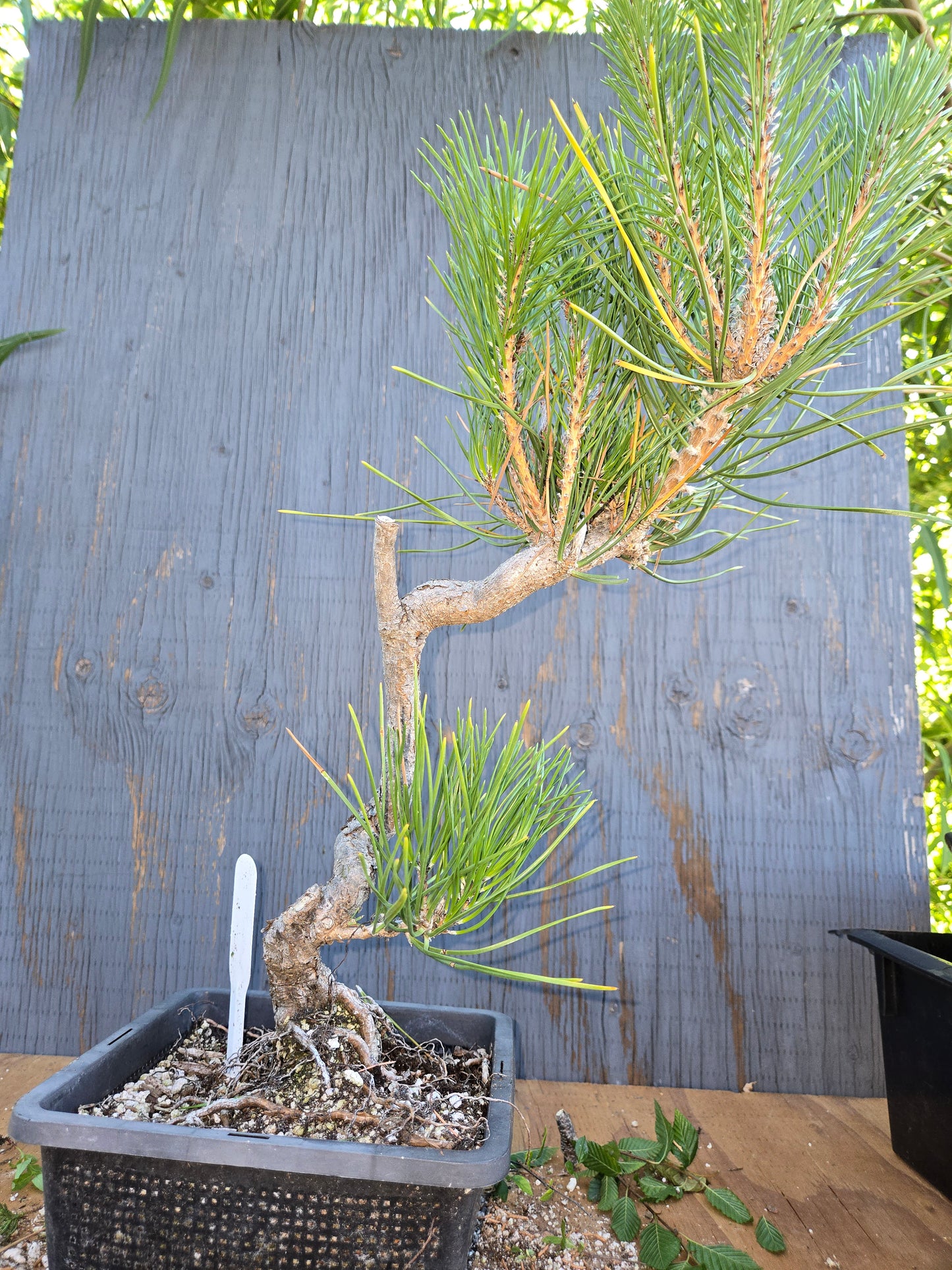 Japanese Black Pine 'Mikawa' AUG 01, Bunjin Style