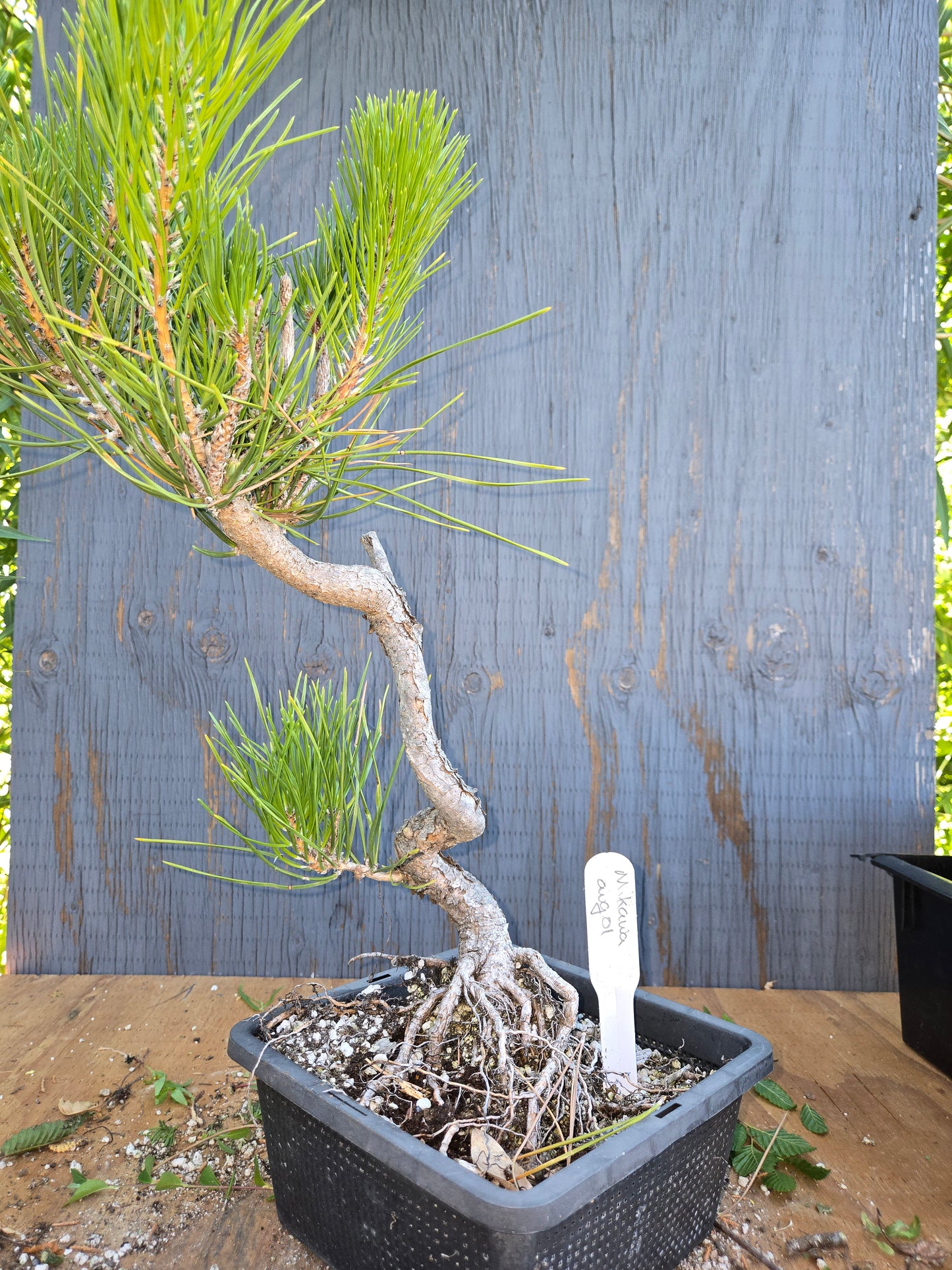 Japanese Black Pine 'Mikawa' AUG 01, Bunjin Style