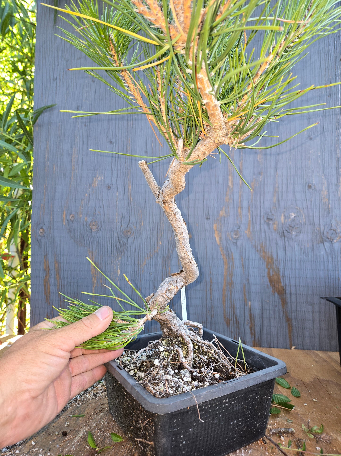Japanese Black Pine 'Mikawa' AUG 01, Bunjin Style