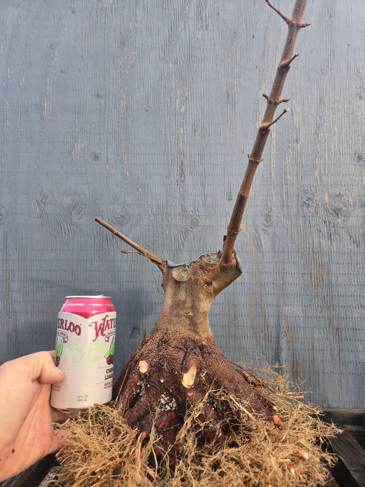 Trident Maple, 'Naruto' 1