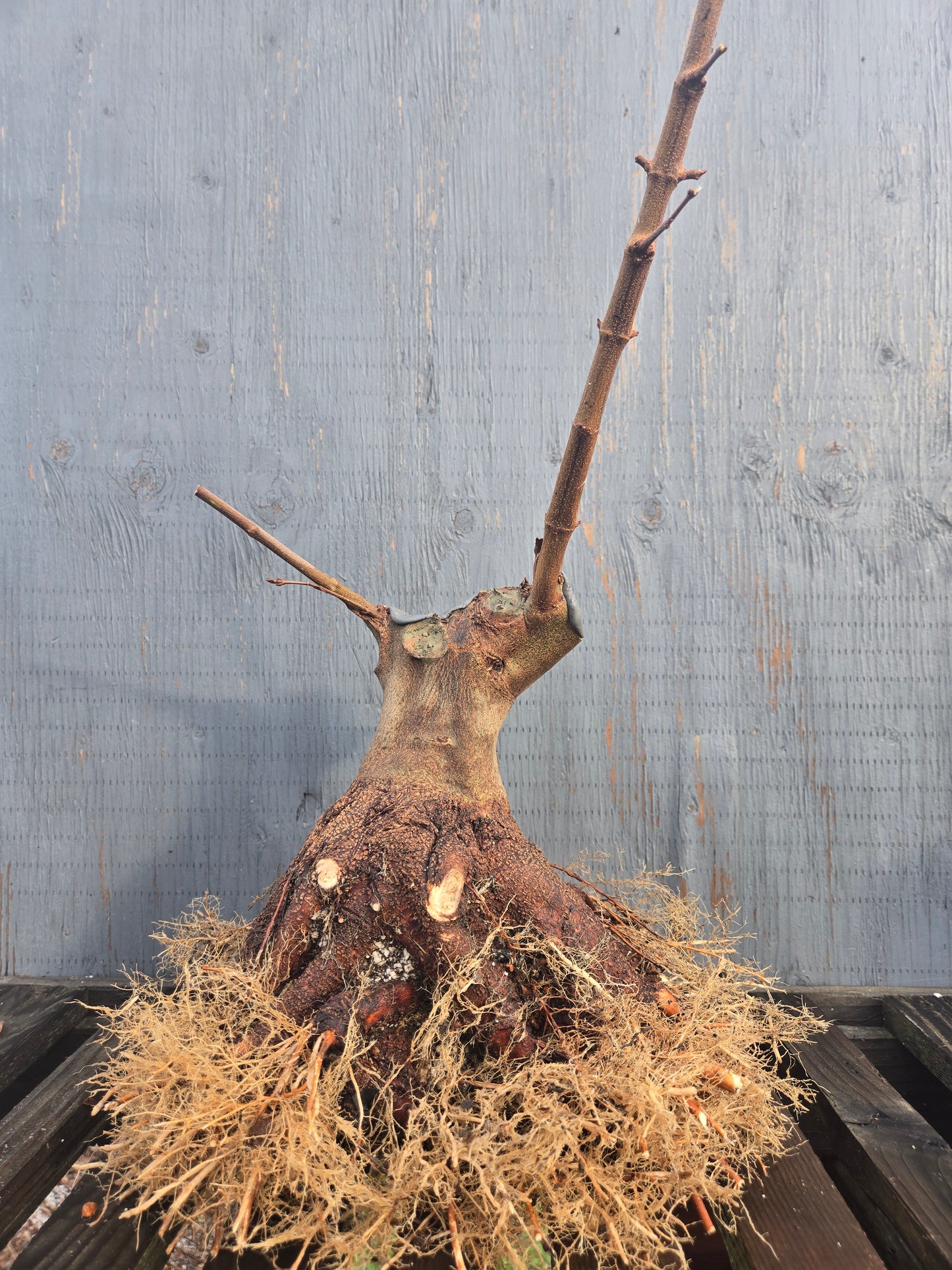 Trident Maple, 'Naruto' 1