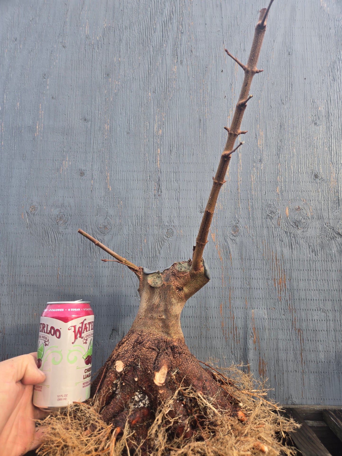 Trident Maple, 'Naruto' 1