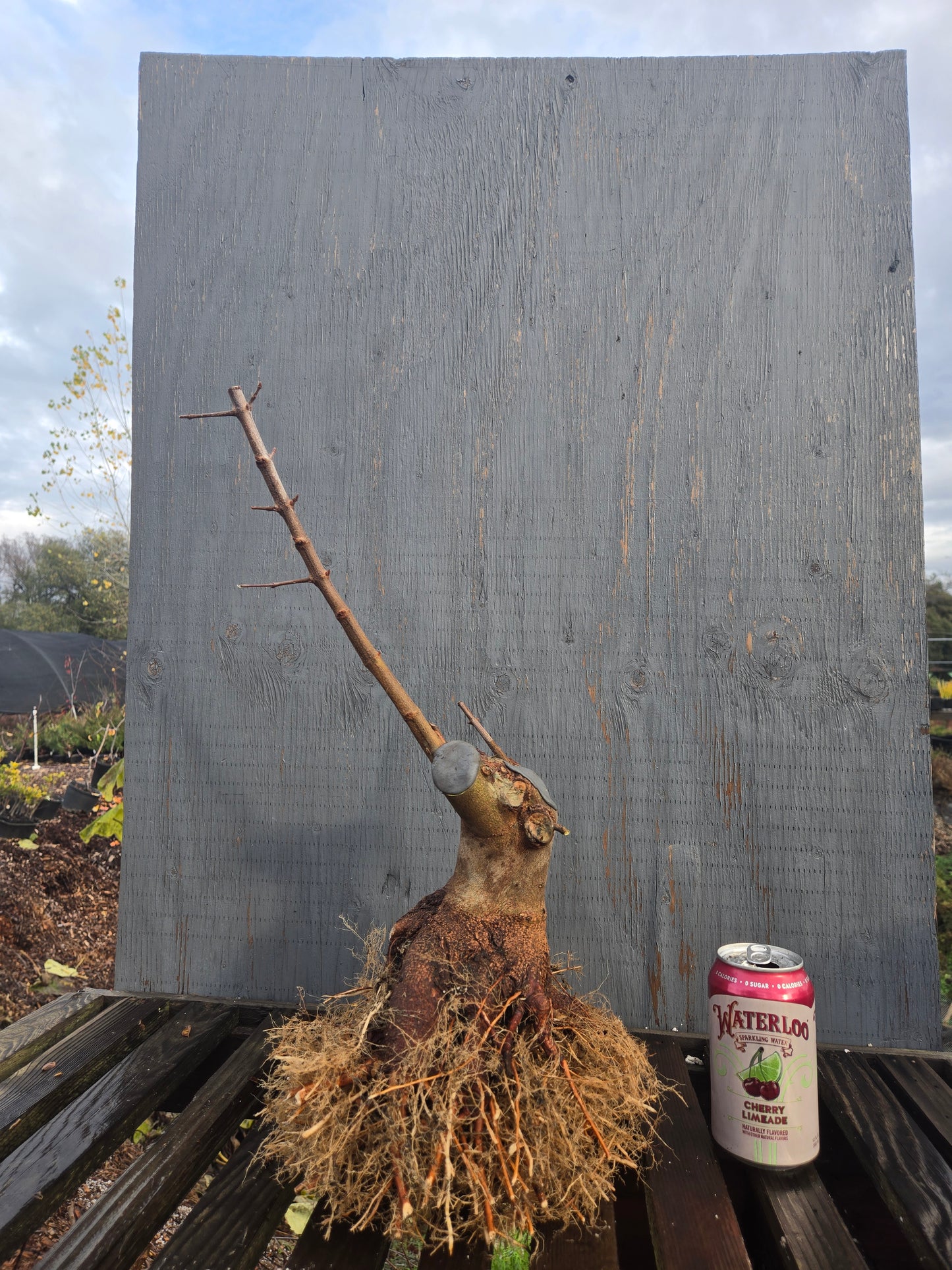 Trident Maple, 'Naruto' 1