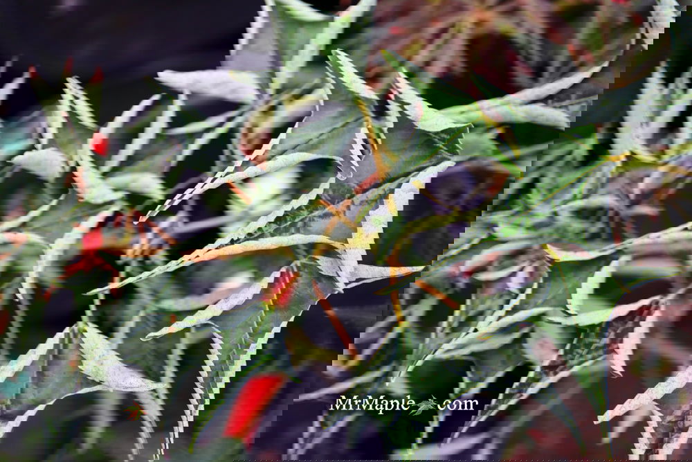 Trident Maple, 'Naruto' 1