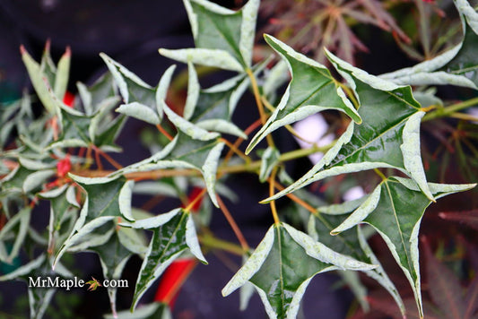 Trident Maple, 'Naruto' 1