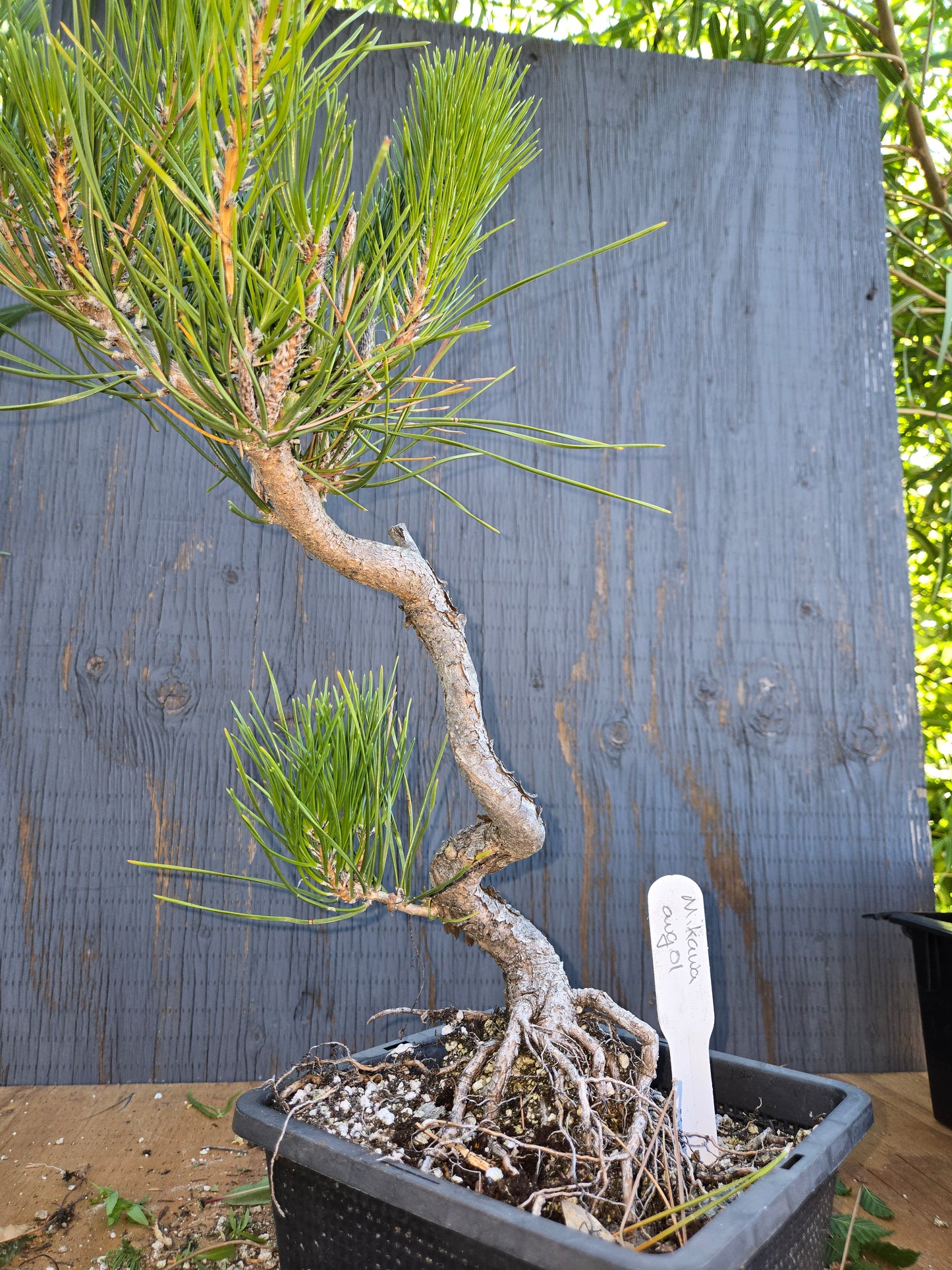 Japanese Black Pine 'Mikawa' AUG 01, Bunjin Style