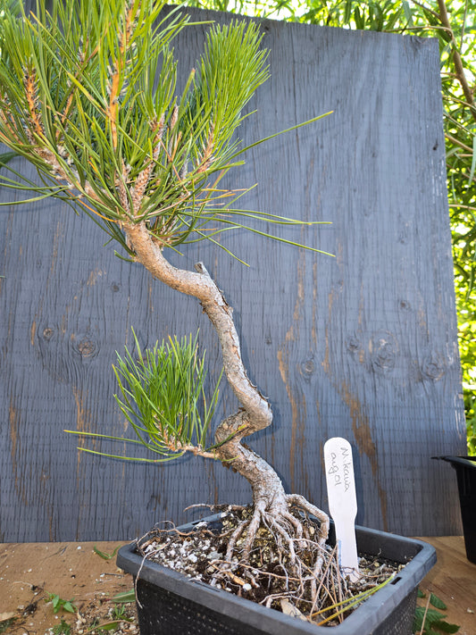 Japanese Black Pine 'Mikawa' AUG 01, Bunjin Style