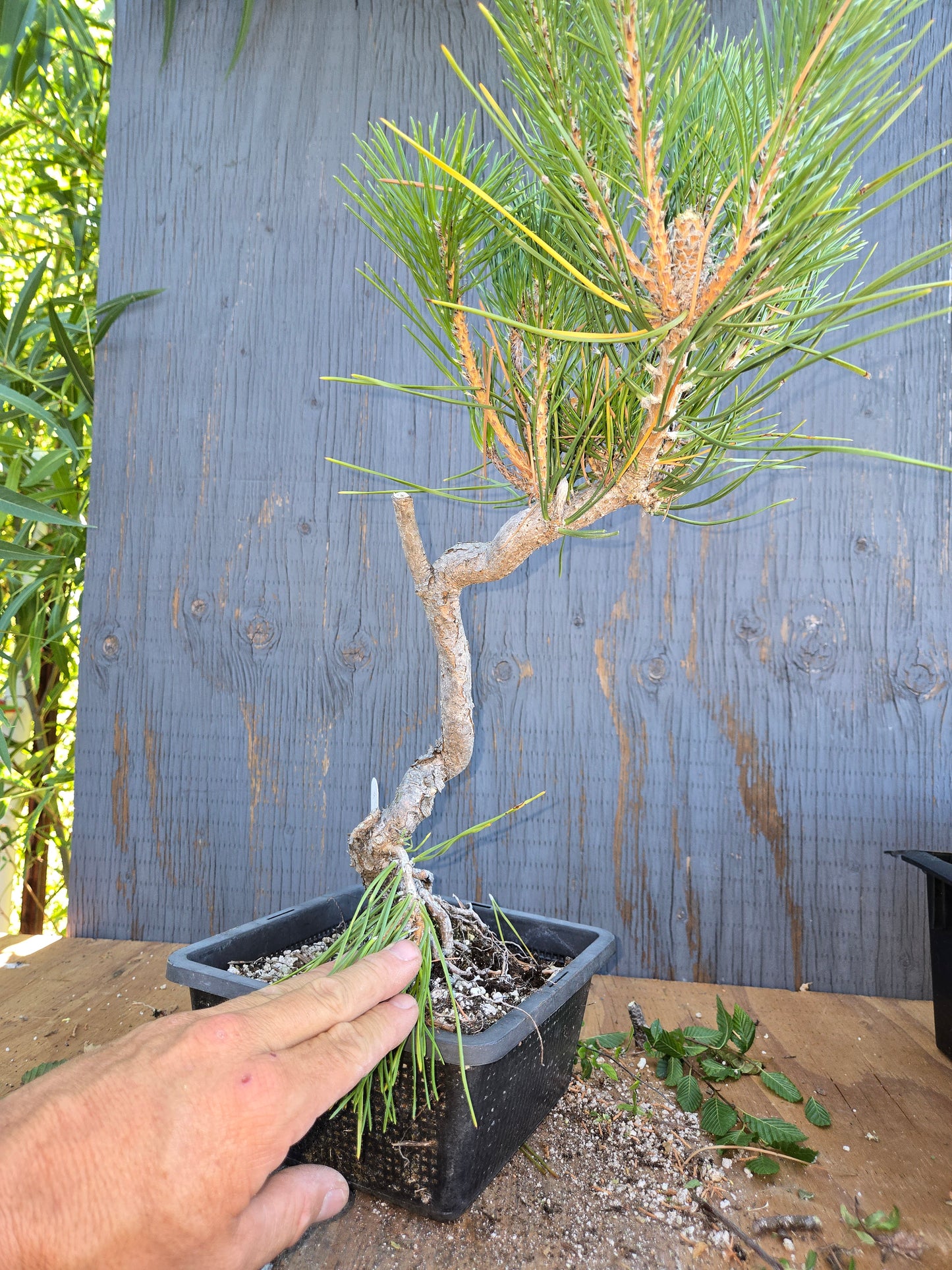 Japanese Black Pine 'Mikawa' AUG 01, Bunjin Style